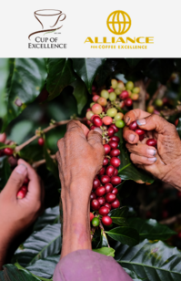 Hands harvesting ripe red coffee cherries from a coffee plant, with the Alliance for Coffee Excellence logo above.