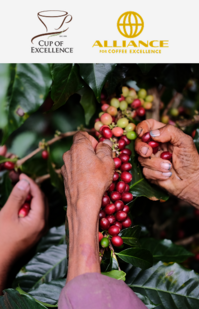 Handen plukken rijpe rode koffiebessen van een koffieplant, met het logo van de Alliance for Coffee Excellence erboven.